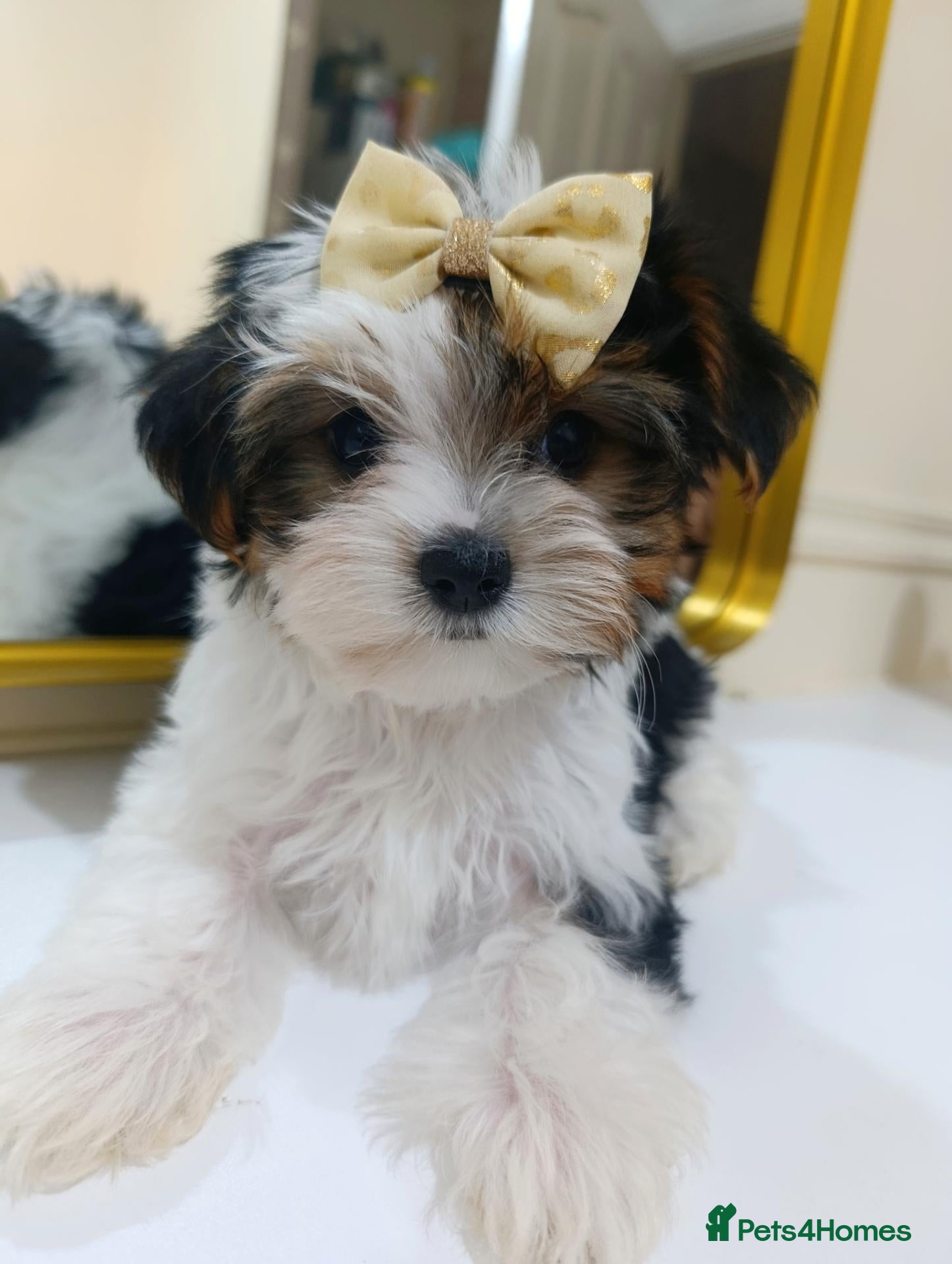 Biewer Terrier dogs Biewer Terrier DNA tested 🧬 5 gen Pedigree 📃 - Advert 1