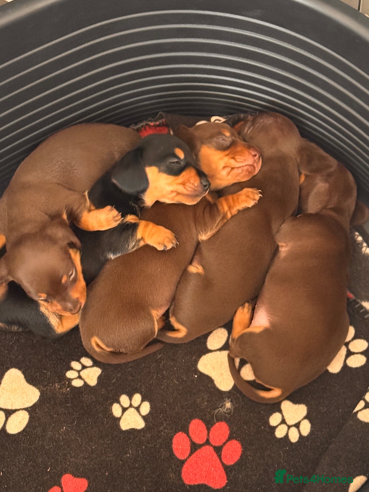 Miniature Dachshund dogs Kc registered miniature dachshund puppies  - Advert 1