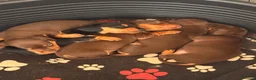 Miniature Dachshund dogs for sale: Kc registered miniature dachshund puppies  - Advert 1
