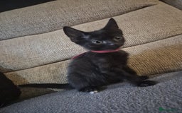 Mixed Breed cats for sale: Adorable black kittens for sale  - Image 29