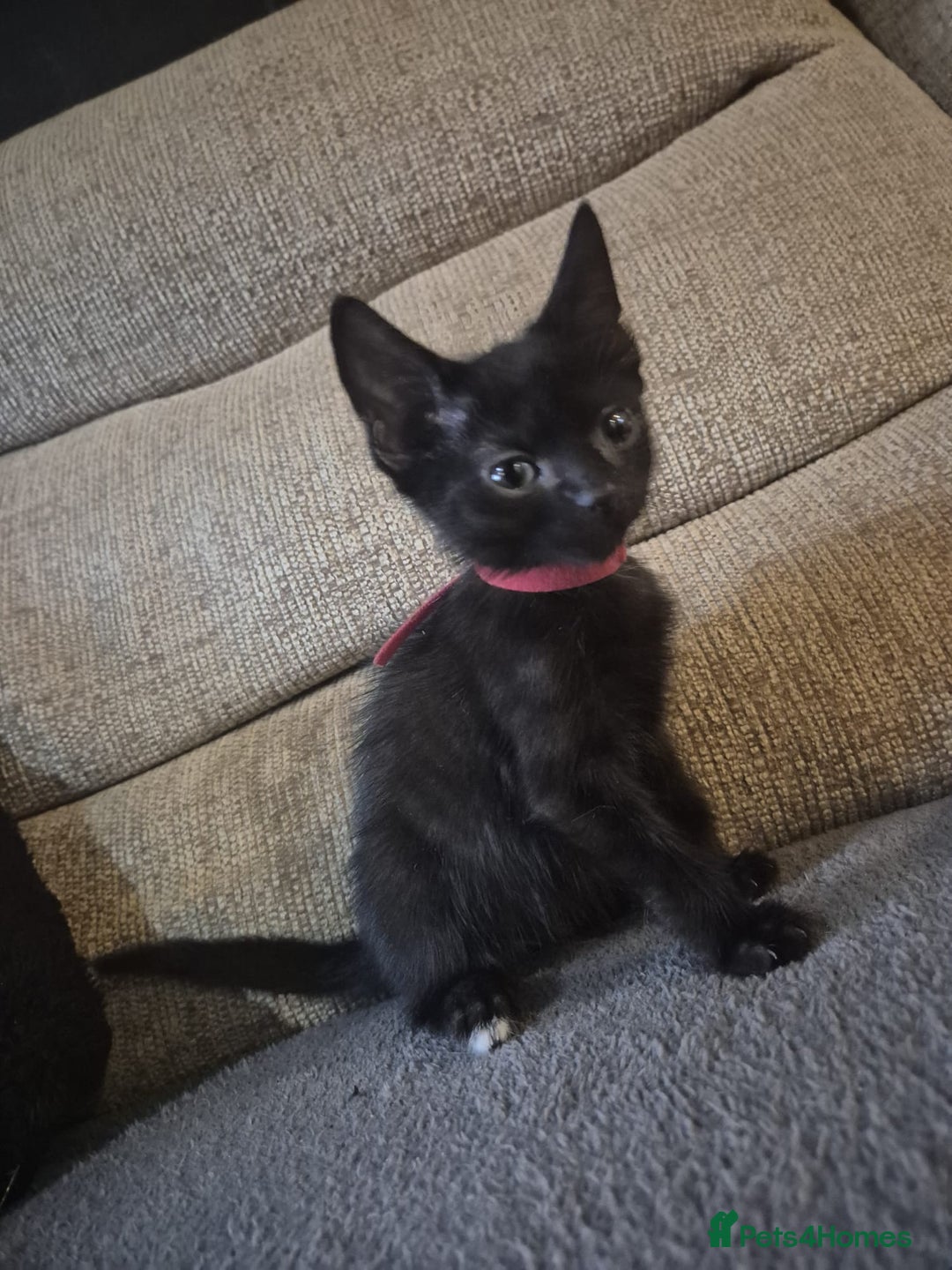 Mixed Breed cats for sale: Adorable black kittens for sale  - Image 29