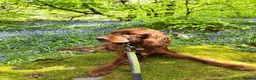 Irish Setter dogs for sale: Irish setter puppies  - Advert 2