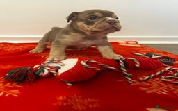 English Bulldog dogs for sale: 🐶✨ English Bulldog Puppies Available! ✨🐶 - Advert 12