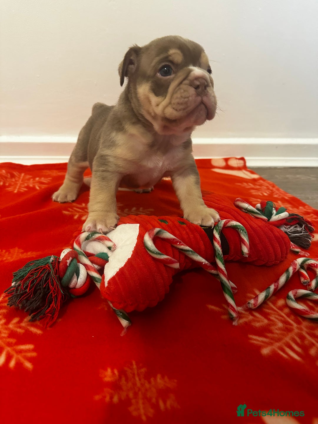 English Bulldog dogs for sale: 🐶✨ English Bulldog Puppies Available! ✨🐶 - Advert 12