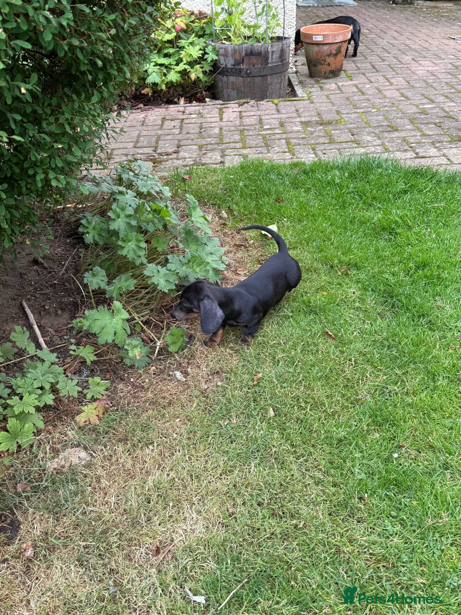 Miniature Dachshund dogs Four miniature dachshund puppies left  (Scotland) - Advert 1