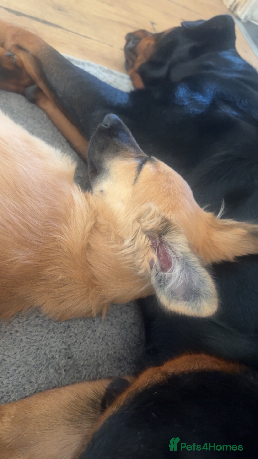 German Shepherd dogs Beautiful fawn gsd puppy  - Advert 2