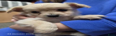 Maltipoo Cream Girl 