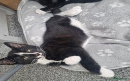 British Shorthair cats for sale: 9 week old male kittens - Image 3