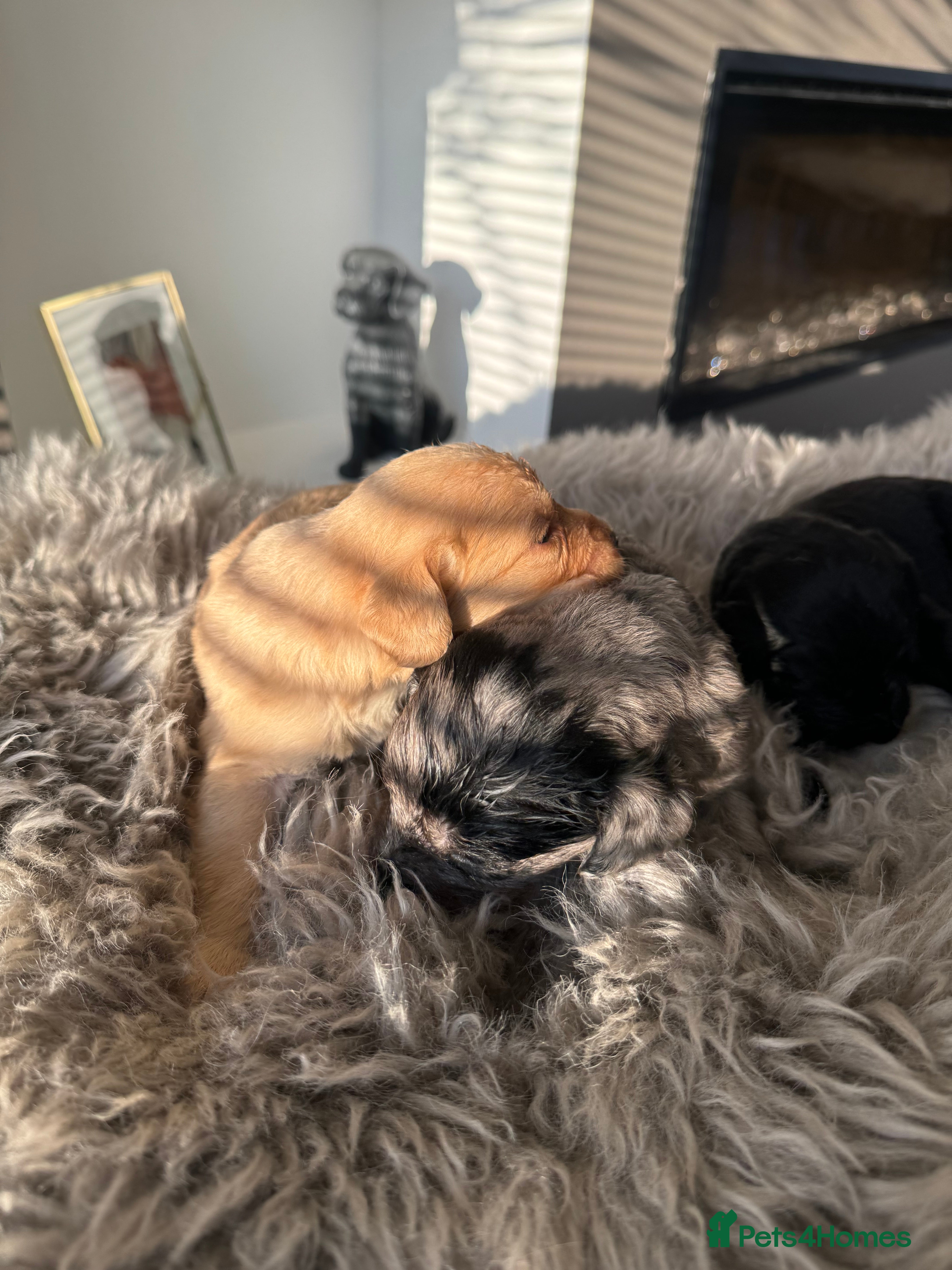 Labradoodle dogs Beautiful miniature labradoodles pups  - Advert 7