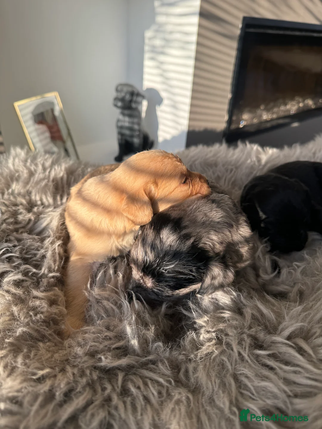 Labradoodle dogs for sale: miniature labradoodles pups  - Advert 1