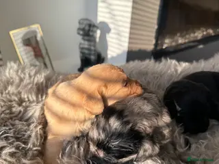 Labradoodle dogs Beautiful miniature labradoodles pups - Advert 1