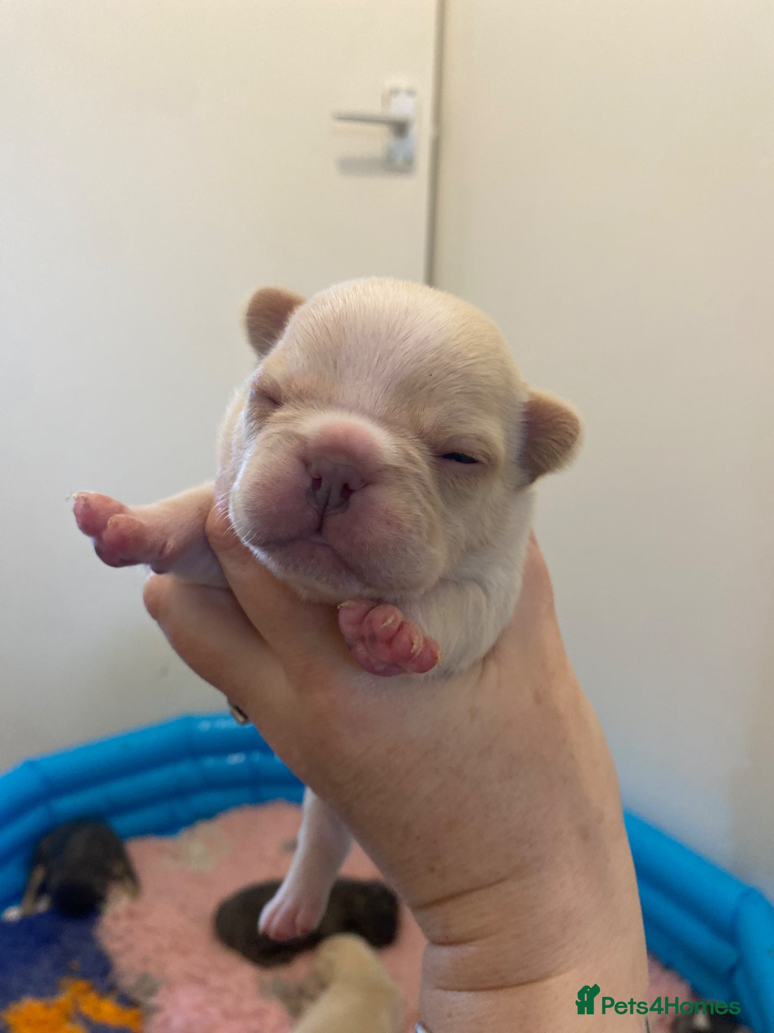 French Bulldog dogs for sale: Beautiful Mixed colours Fluffy Frenchie Pups - Advert 2