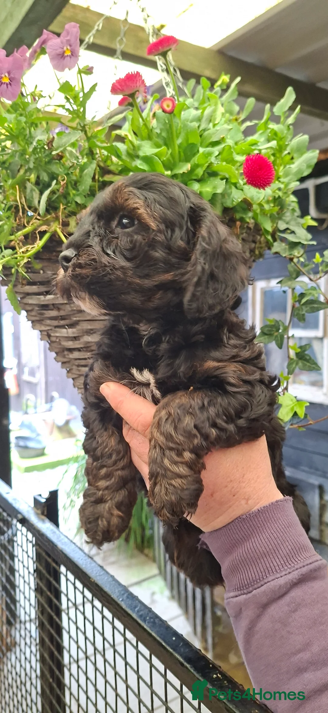 Cavapoo dogs for sale: Gorgeous f1 cavapoos  - Advert 2
