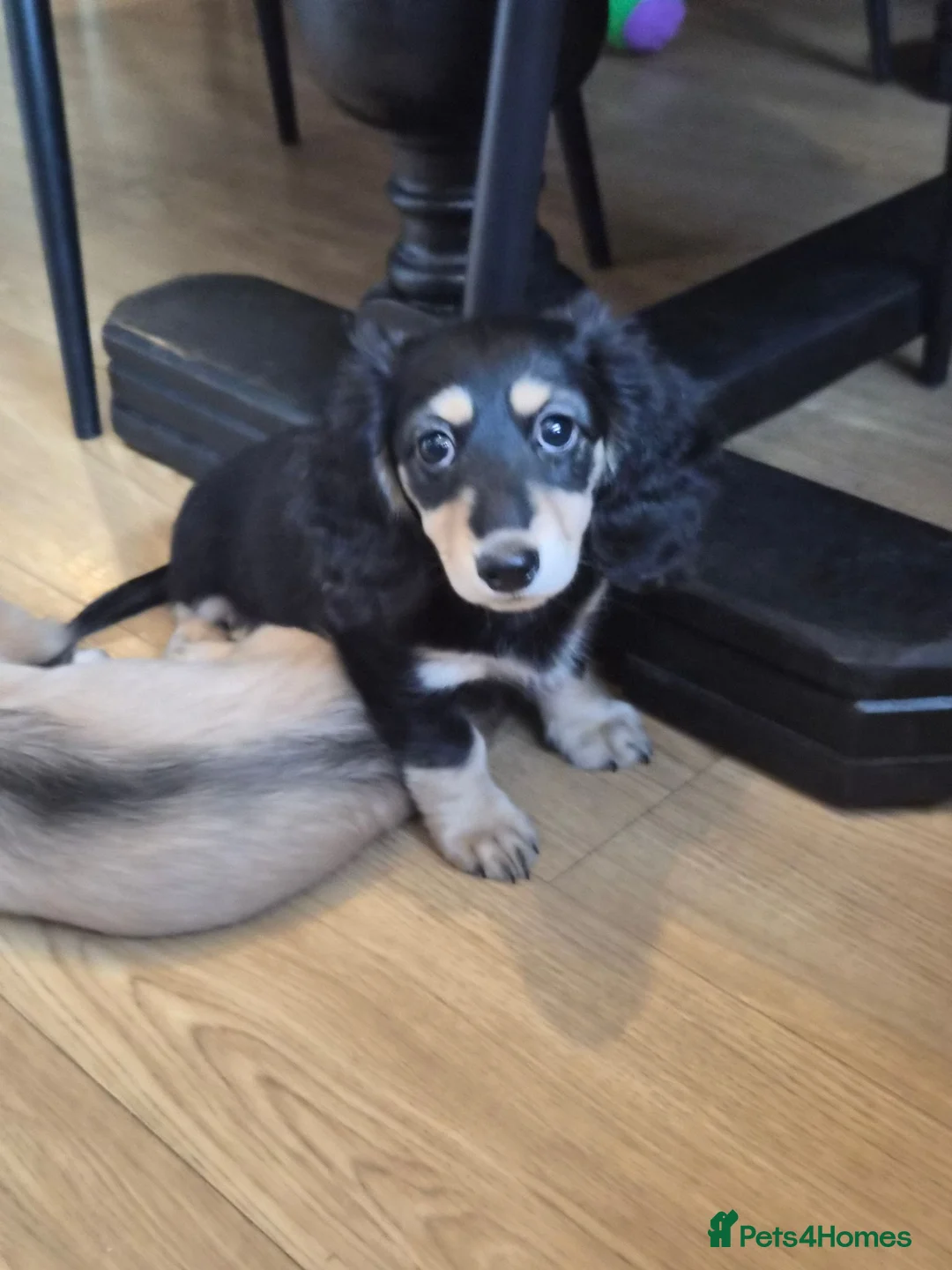 Miniature Dachshund dogs for sale: Kc reg Longhaired Miniature daschund  - Advert 7
