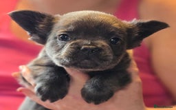 French Bulldog dogs for sale: Fluffy French Bulldog Puppies  - Image 5