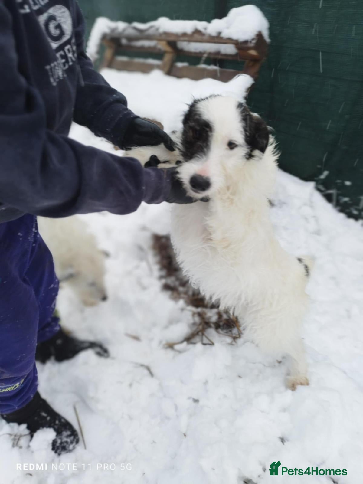 Mixed Breed dogs 🤍 Alex 🤍 Confident cuddle-bug for a Loving Home - Advert 1