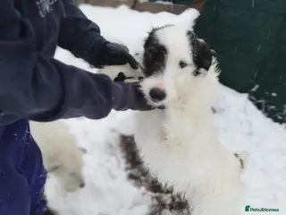 Mixed Breed dogs 🤍 Alex 🤍 Confident cuddle-bug for a Loving Home - Advert 18