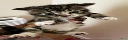 Domestic Shorthair cats for sale: 4 Adorable Kittens – Ready to Reserve - Advert 13