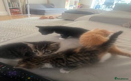 Mixed Breed cats for sale: 3 gorgeous kittens available - Image 9