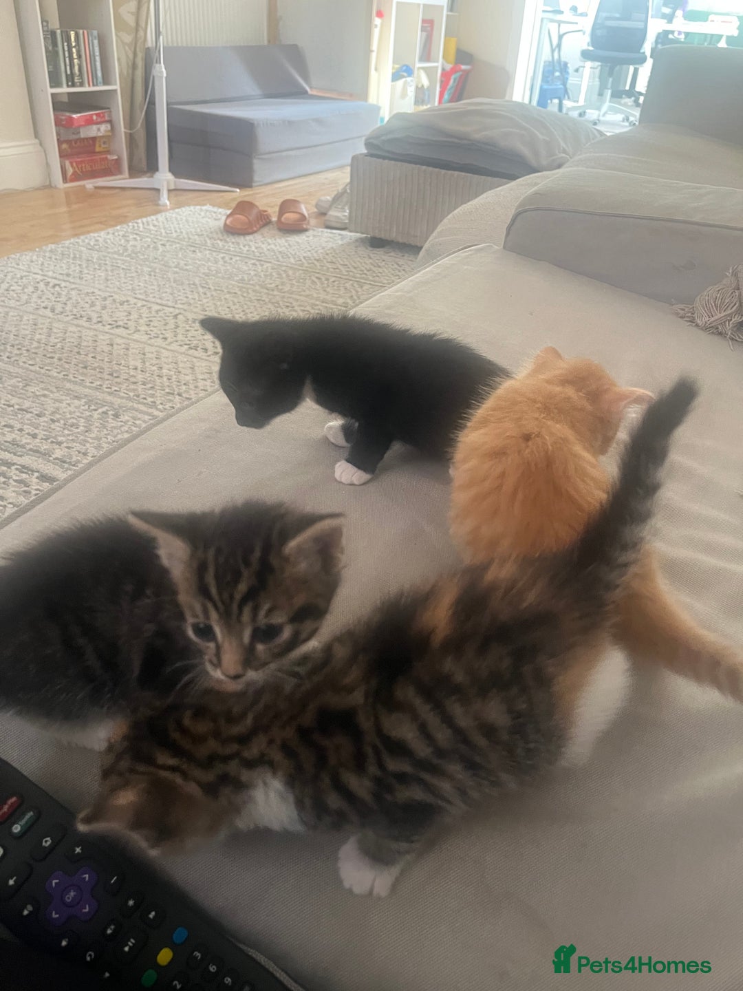 Mixed Breed cats for sale: 3 gorgeous kittens available - Image 9