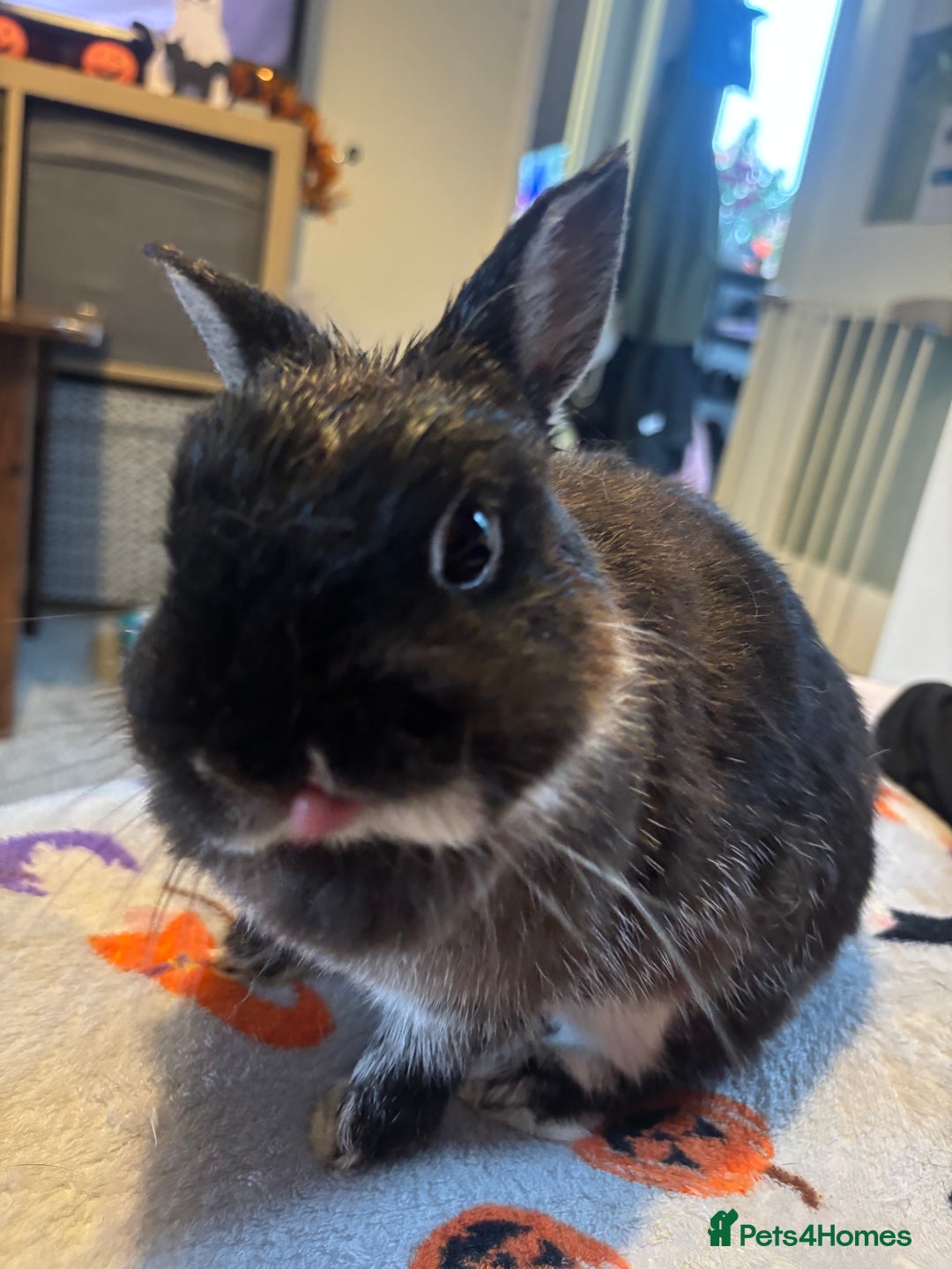 Netherland Dwarf rabbits for sale: Beautiful Netherland Dwarf - Image 3