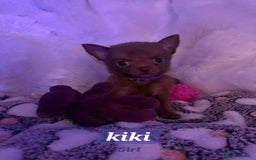Pomchi dogs for sale: Fluffy Tiny Pomchi Puppies.🥰😍🤗 - Image 3