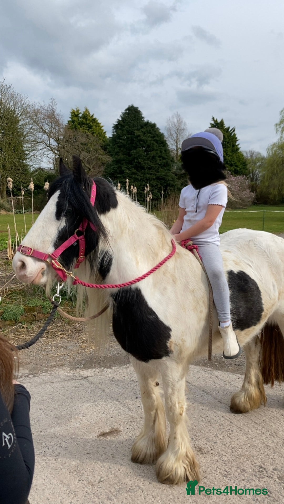 Tinker horses for sale: Family pony for sale  - Advert 6