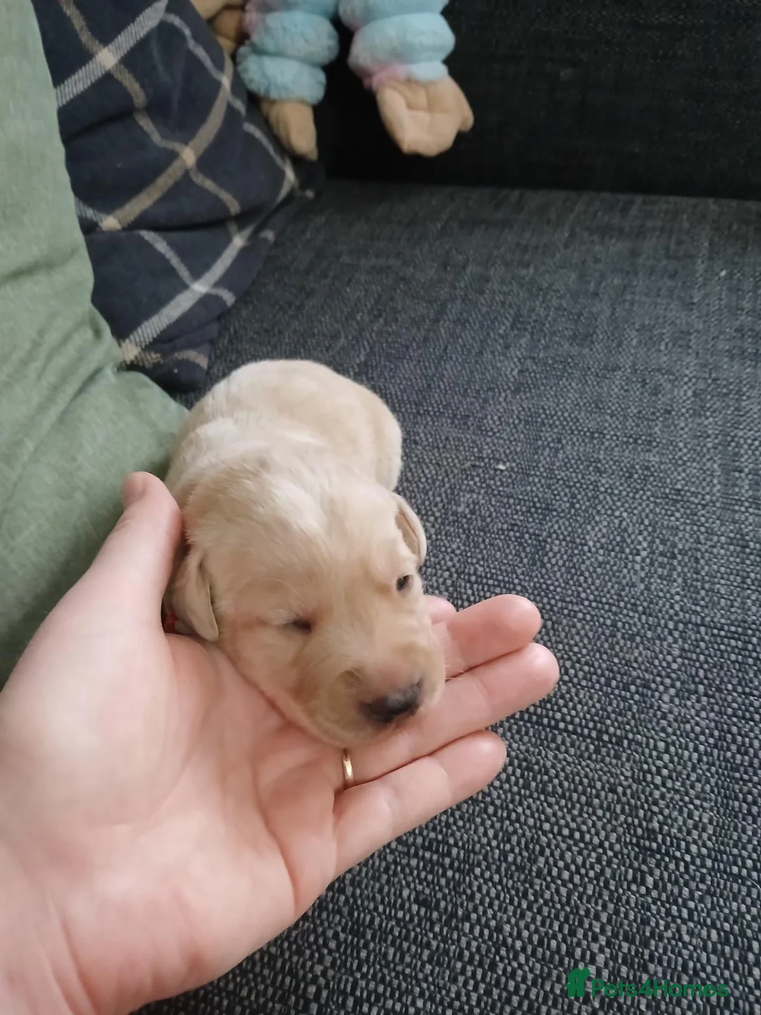 Labrador Retriever dogs for sale: Labrador retriever s in Bedworth - Advert 2