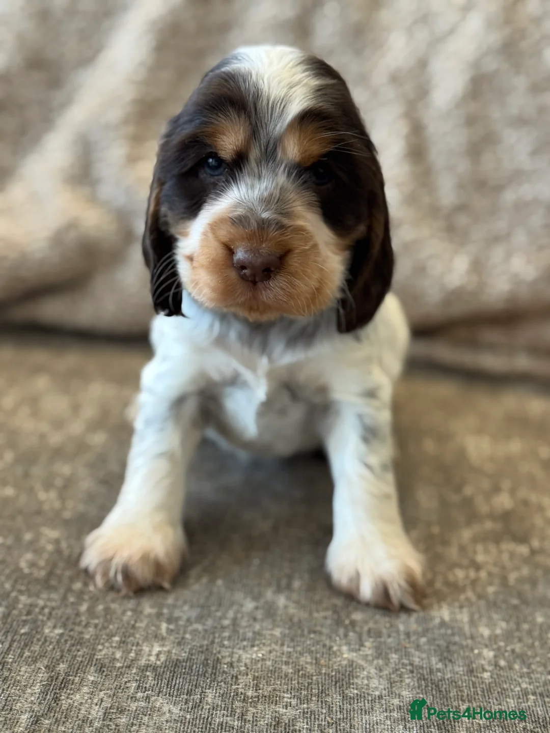 Cocker Spaniel dogs for sale: 100% SHOWTYPE COCKERS KC REGISTERED HEALTH TESTED  - Advert 14