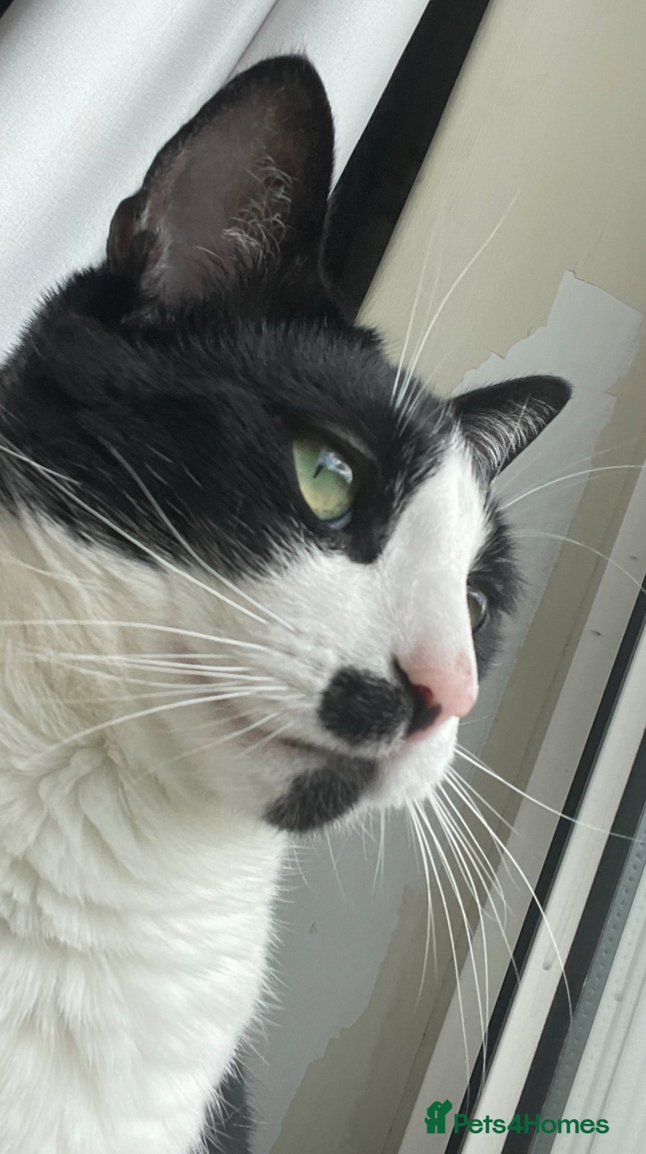 Mixed Breed cats Mr Romey!  - Advert 6