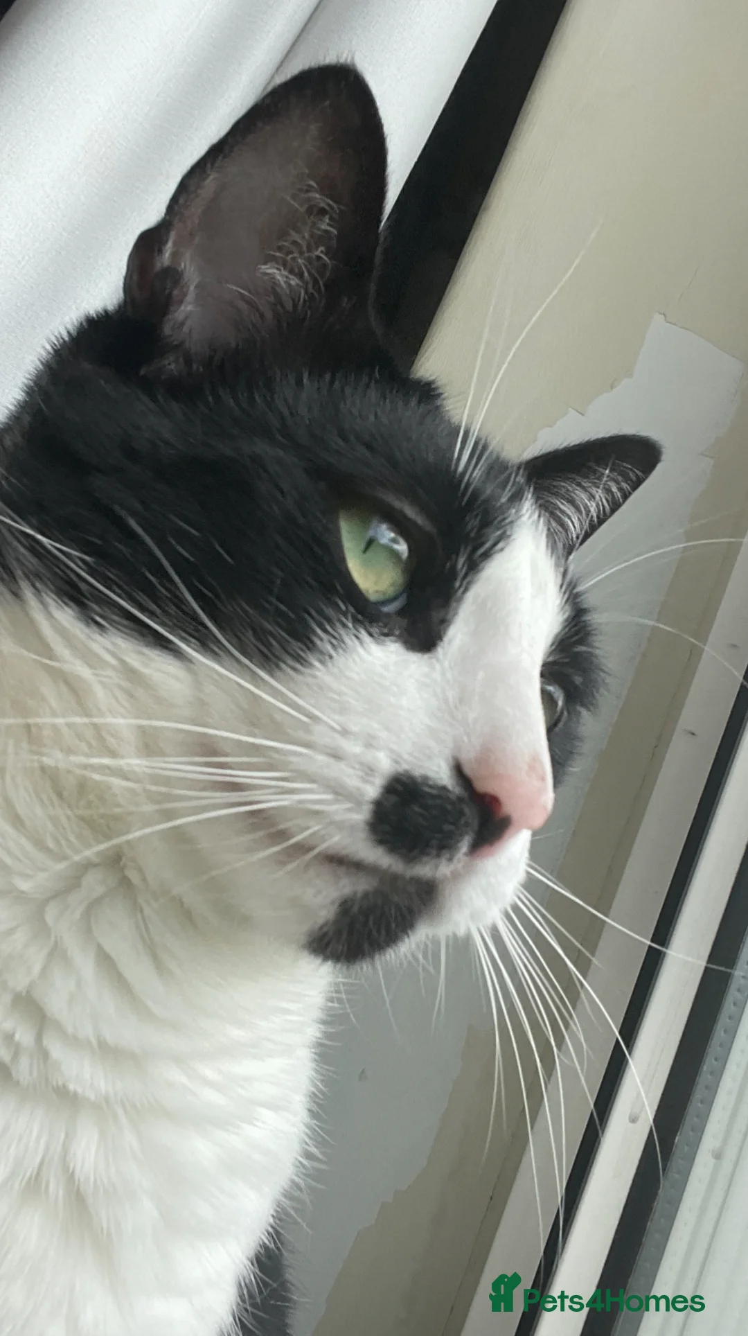 Mixed Breed cats for sale: Mr Romey!  in Grimsby - Advert 1