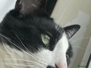 Mixed Breed cats Mr Romey! - Advert 6