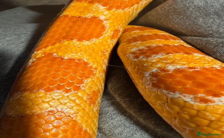 Corn Snake reptiles - Advert 1