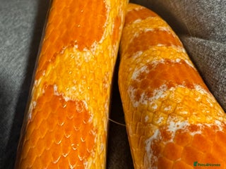 Corn Snake reptiles - Advert 7