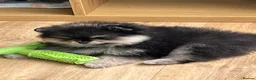Pomeranian dogs for sale: Pom Puppies from Five Star breeder  - Advert 29