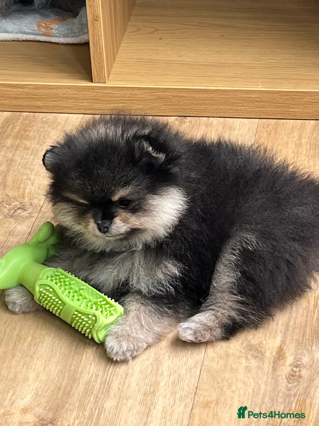 Pomeranian dogs for sale: Pom Puppies from Five Star breeder  - Advert 29