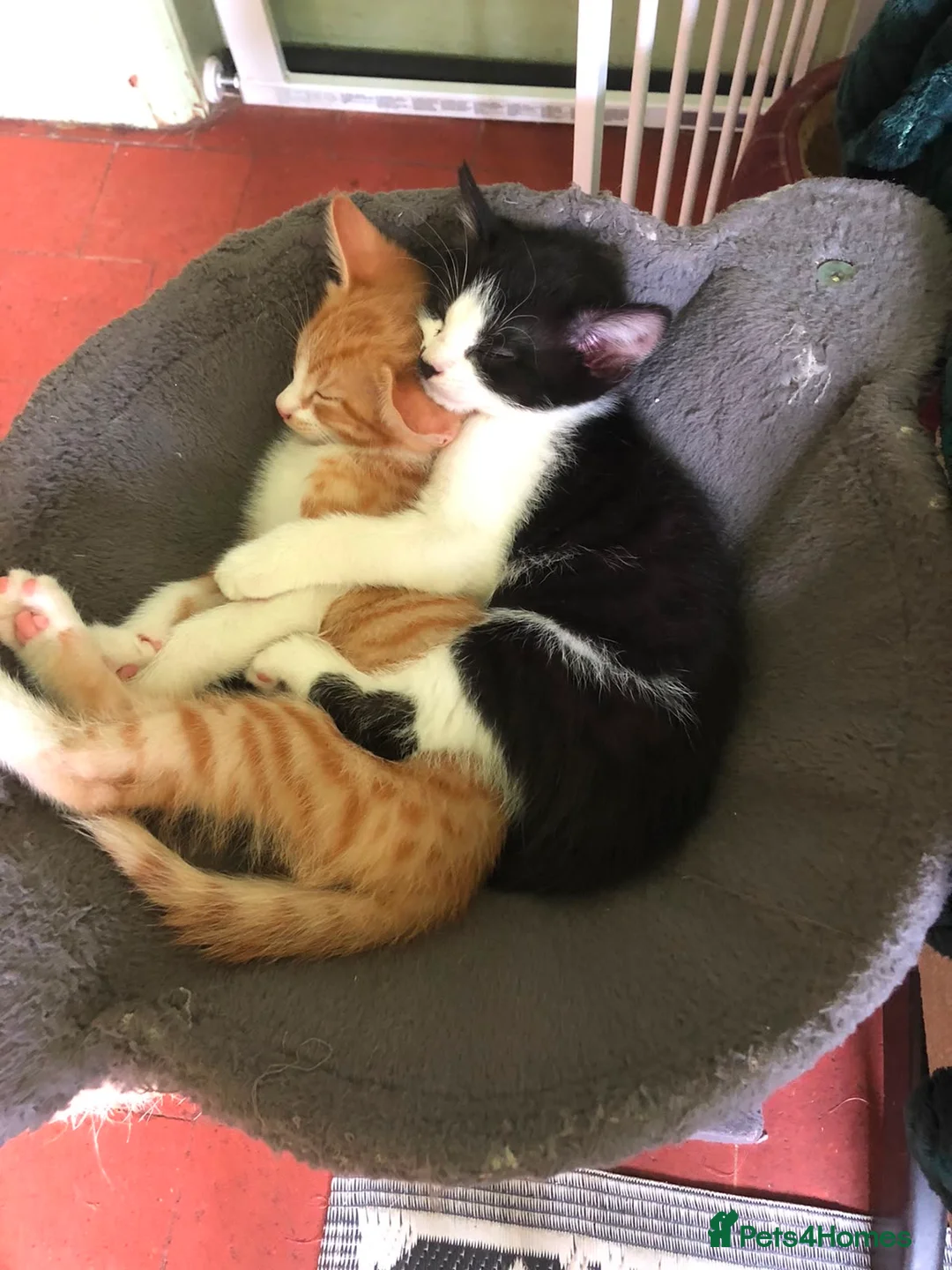 Mixed Breed cats for sale: Beautiful kittens ready for their forever homes  - Advert 2