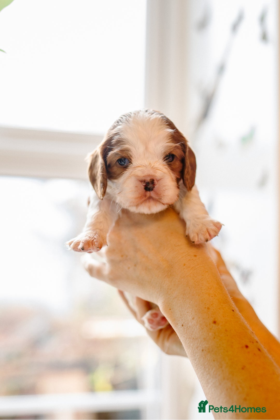 Cavalier King Charles Spaniel dogs for sale: Exquisite Lady KC reg Cavalier King Charles - Advert 26