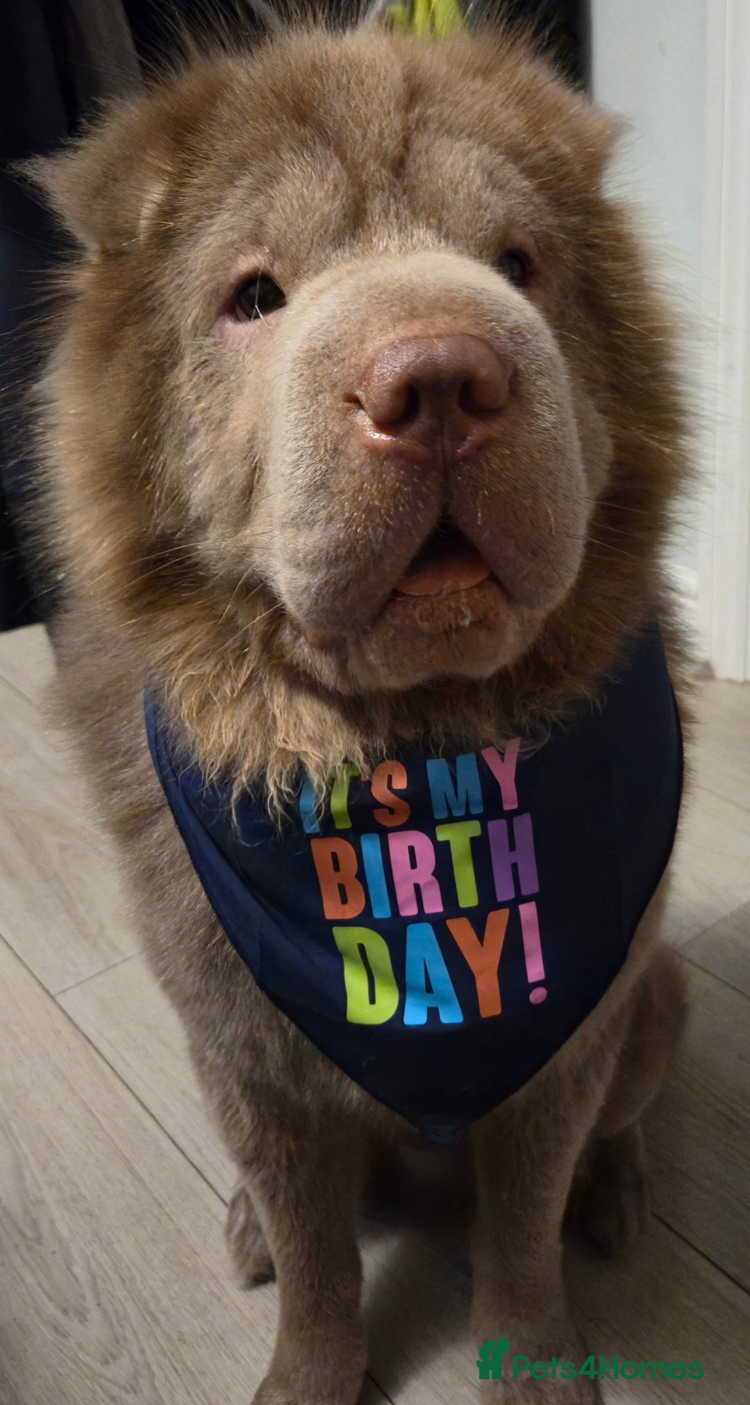 Shar Pei dogs for stud: Beautiful Bear Coat Shar Pei for stud🔥🔥🔥 - Advert 3