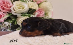 Doxiepoo dogs for sale: Daxipoo  - Image 5