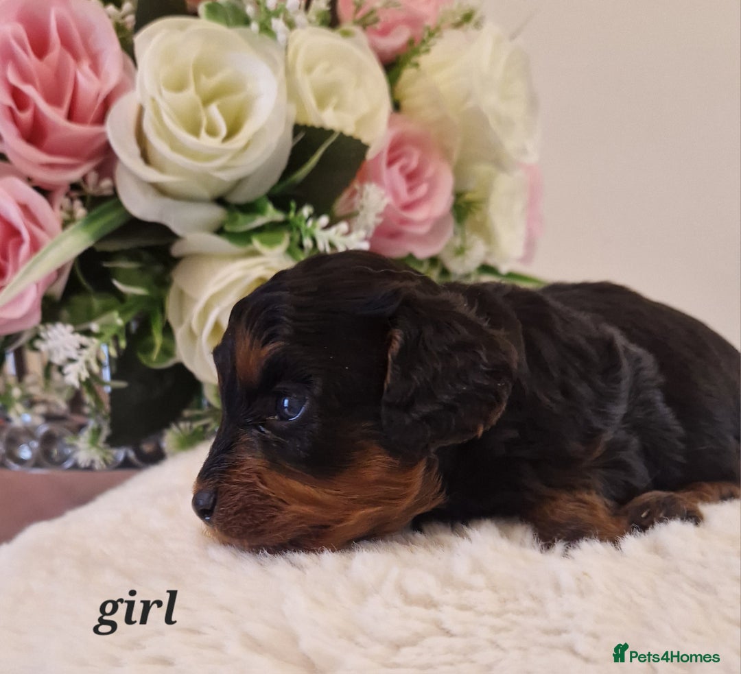 Doxiepoo dogs for sale: Daxipoo  - Image 5