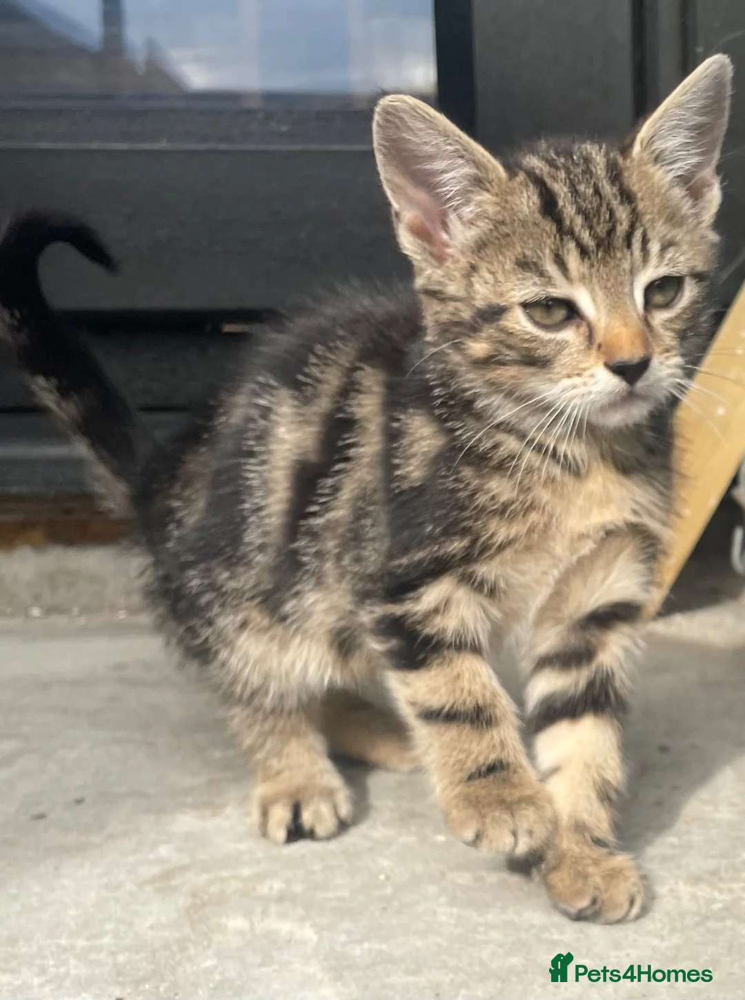 British Shorthair cats for sale: Kittens  **  in Morecambe - Advert 1