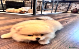 Pomeranian dogs for sale: Pomeranian for sale in Rowley Regis - Image 1