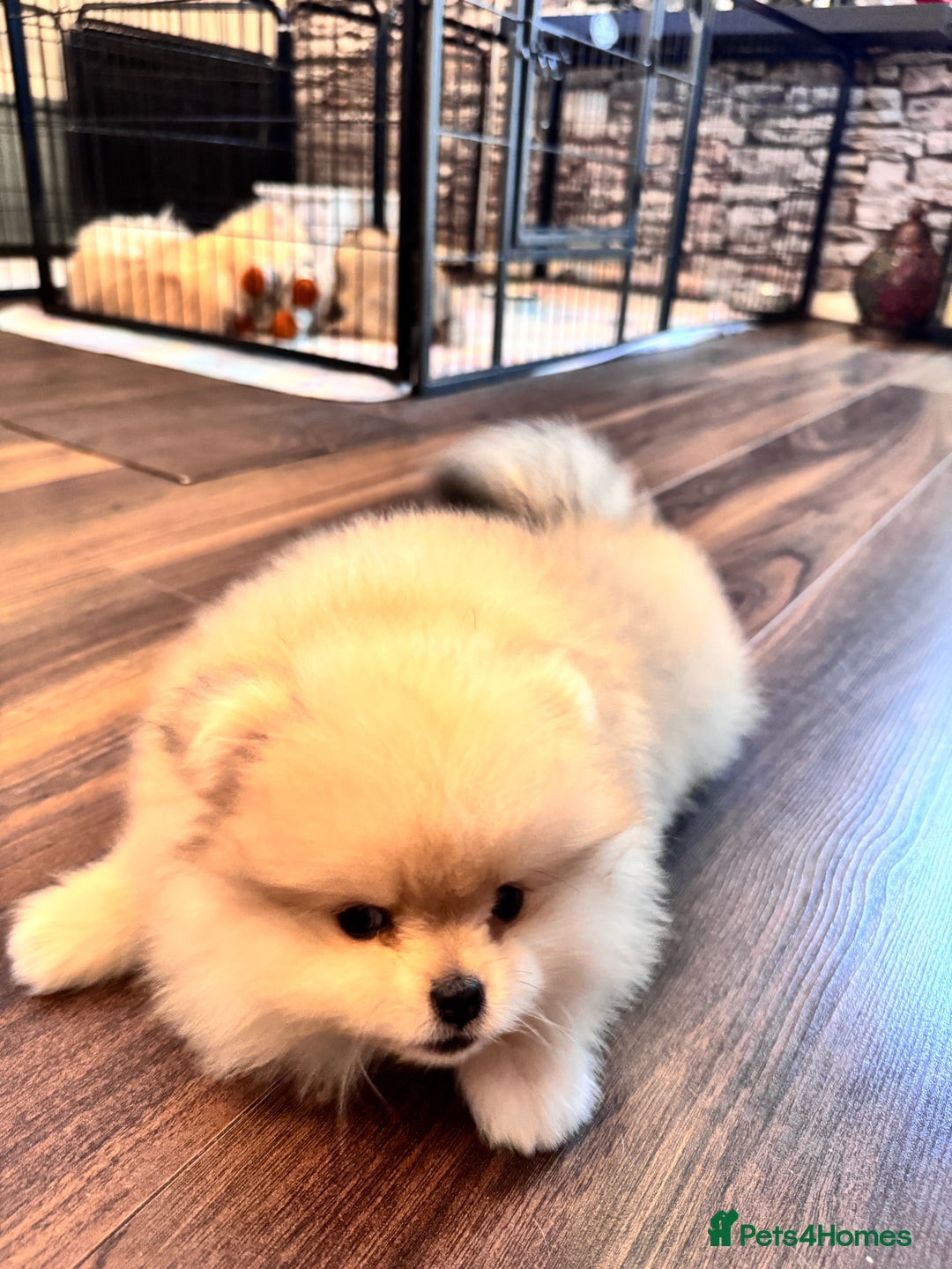 Pomeranian dogs for sale: Pomeranian for sale in Rowley Regis - Image 1
