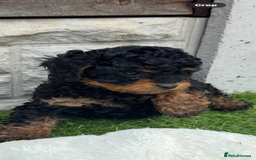 Cavapoo dogs for sale: Toy f1b cavapoo puppies - Image 14