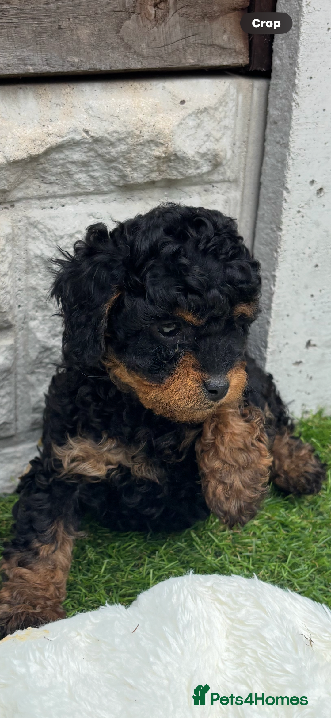 Cavapoo dogs for sale: Toy f1b cavapoo puppies - Image 14