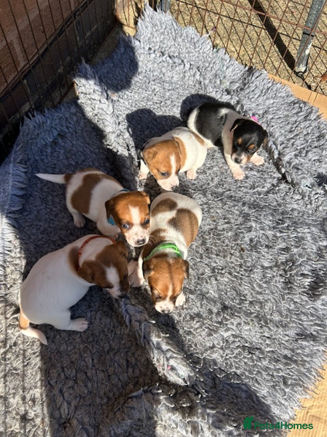 Jack Russell dogs for sale: Quality Smooth Coated Short Legged JRT's - Image 1