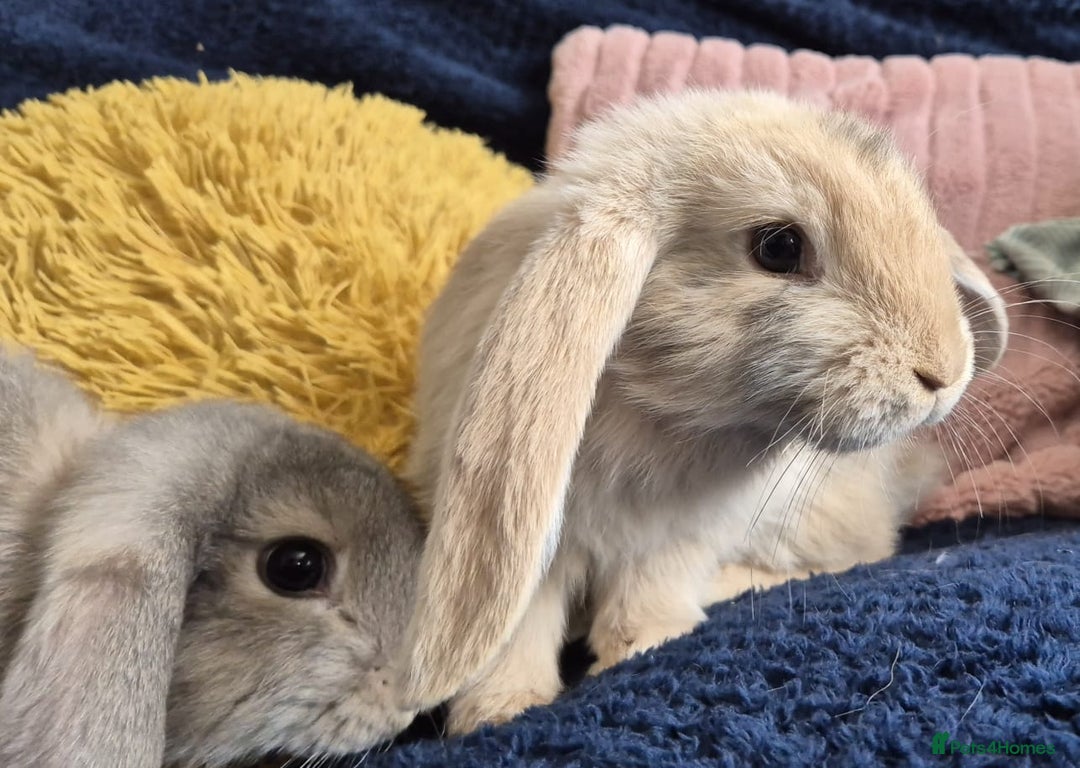 French Lop rabbits for sale: Frenchlops  - Image 5