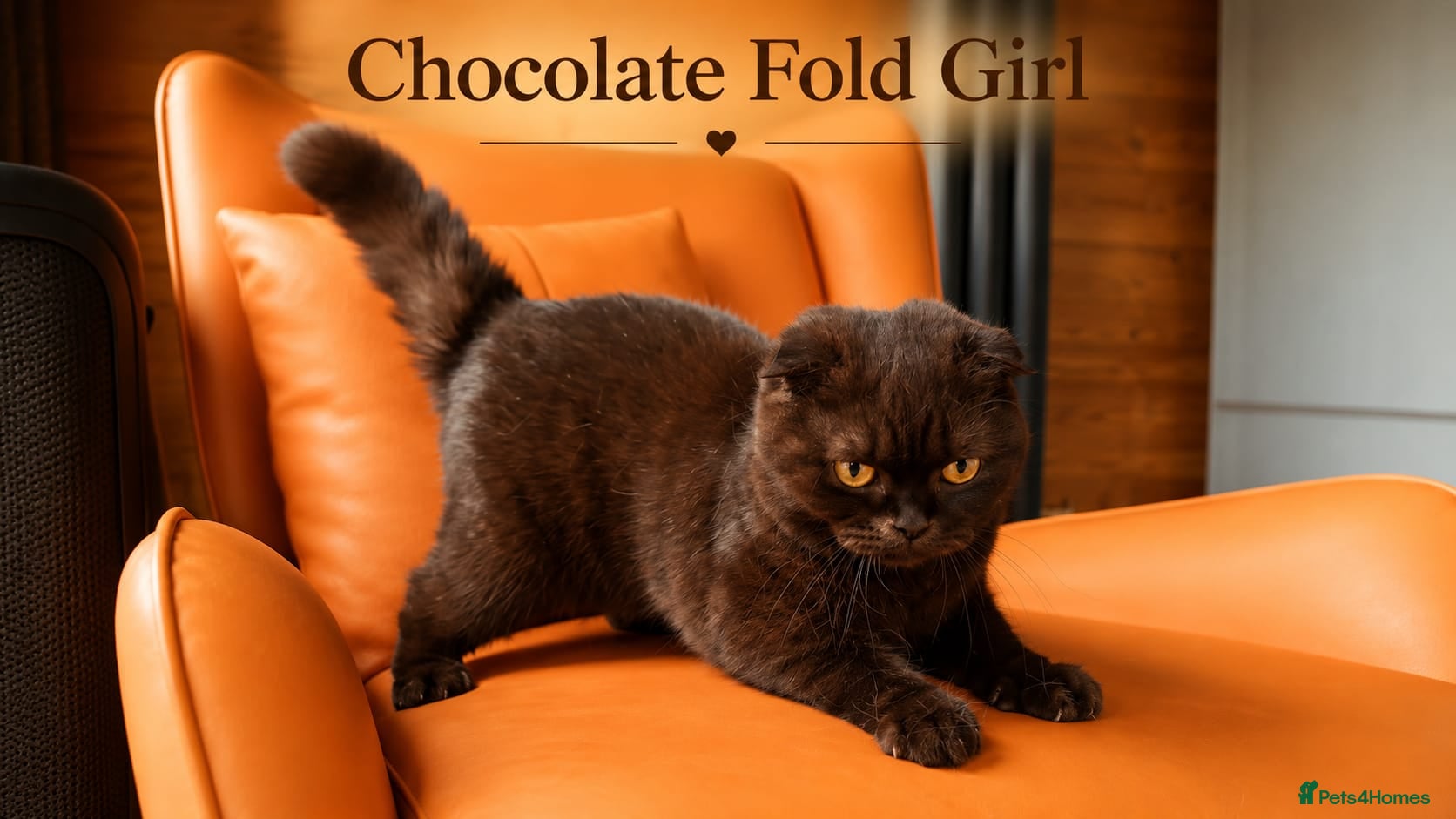 British Shorthair cats Chocolate British Shorthair Girl - Advert 13