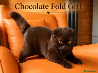 British Shorthair cats Chocolate British Shorthair Girl - Advert 13